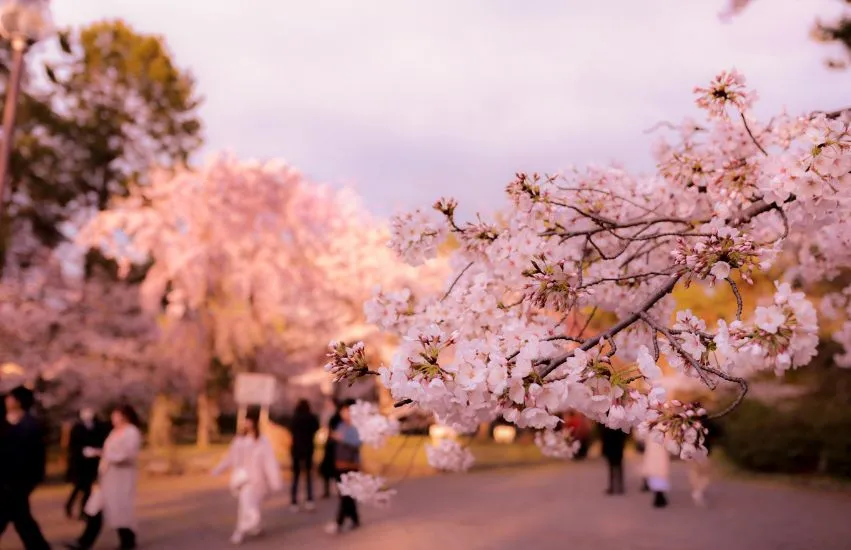 Kirschblüten in Japan im Sommer.