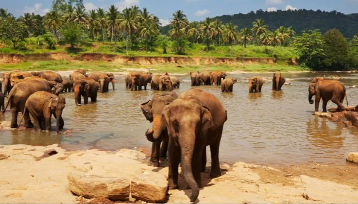 Elefanten in Sri Lanka am Baden. 