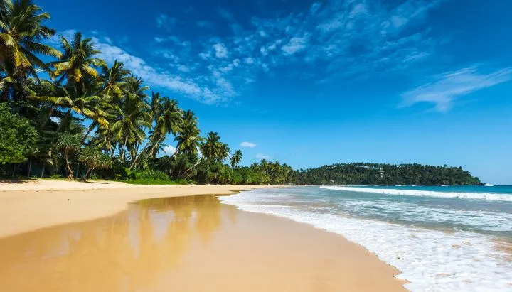 Strand Palmen im Hintergrund in Sri Lanka.