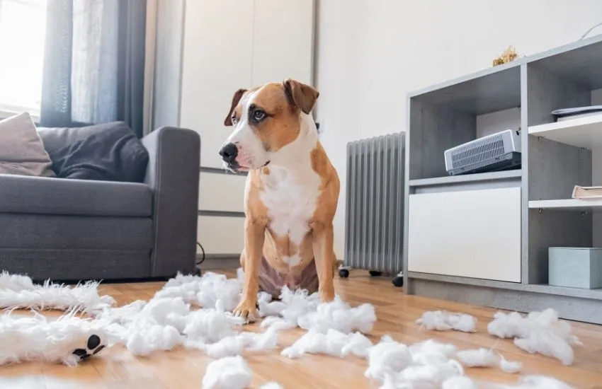 a dog sitting in a pile of wool from a destroyed pillow.