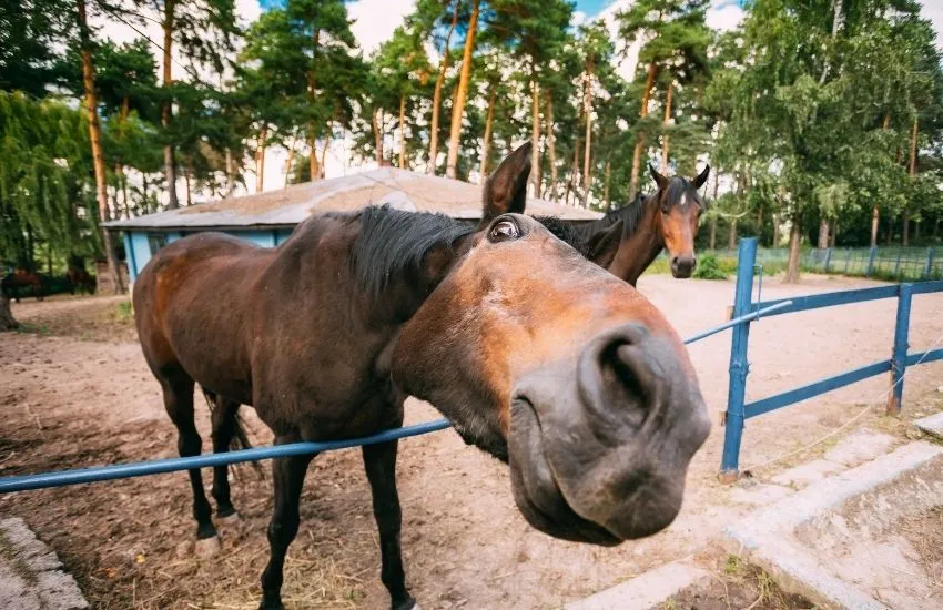 A horse looking closely into the camera.