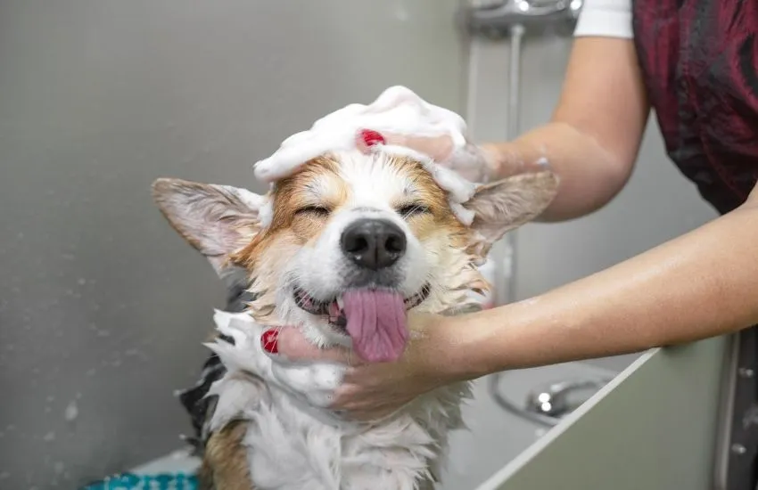 Eine Frau wäscht einen Hund mit Seife.