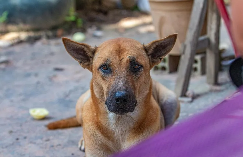 Straßenhund in Mexiko